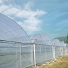 Sturdy Multi-Span Film Greenhouse for Year-Round Agricultural Use