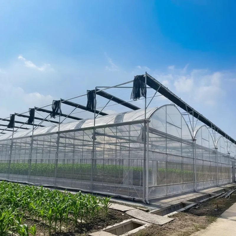 Sturdy Multi-Span Film Greenhouse for Year-Round Agricultural Use