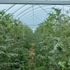 Sturdy Multi-Span Film Greenhouse for Year-Round Agricultural Use