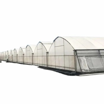 Agriculture Frame High-Quality Film Greenhouse Tomato and Vegetable Seeds for Sale