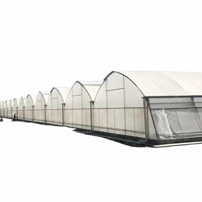 Agriculture Frame High-Quality Film Greenhouse Tomato and Vegetable Seeds for Sale