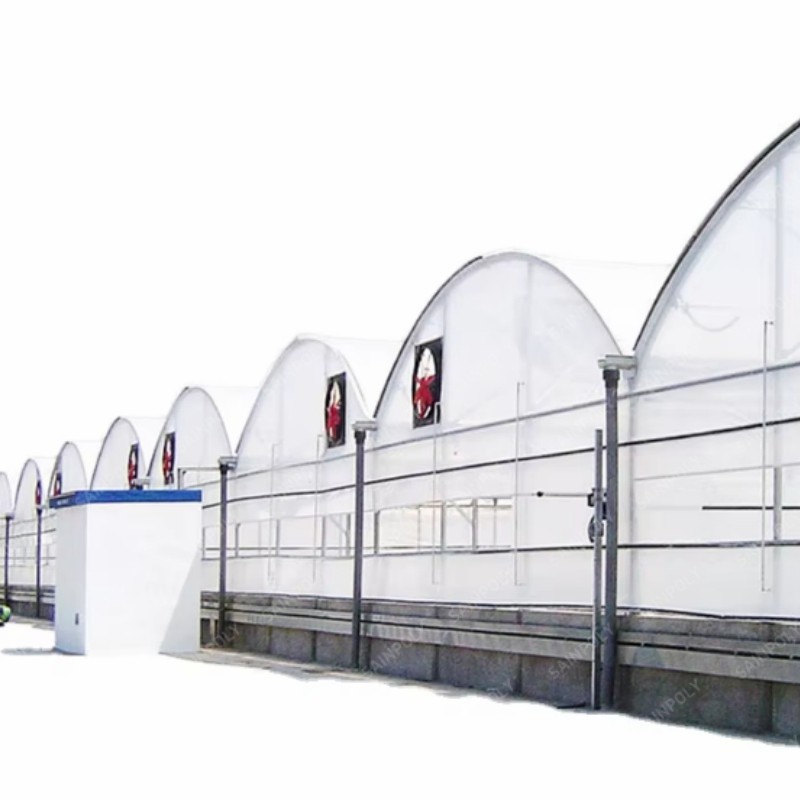 Agriculture Frame High-Quality Film Greenhouse Tomato and Vegetable Seeds for Sale