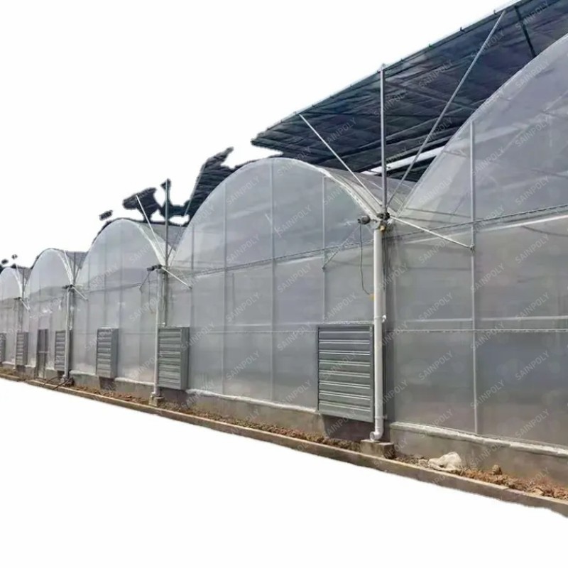 Agriculture Frame High-Quality Film Greenhouse Tomato and Vegetable Seeds for Sale