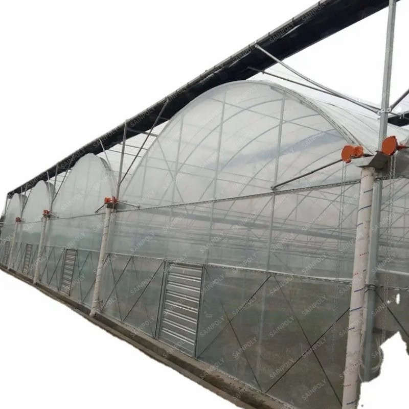 Agriculture Frame High-Quality Film Greenhouse Tomato and Vegetable Seeds for Sale