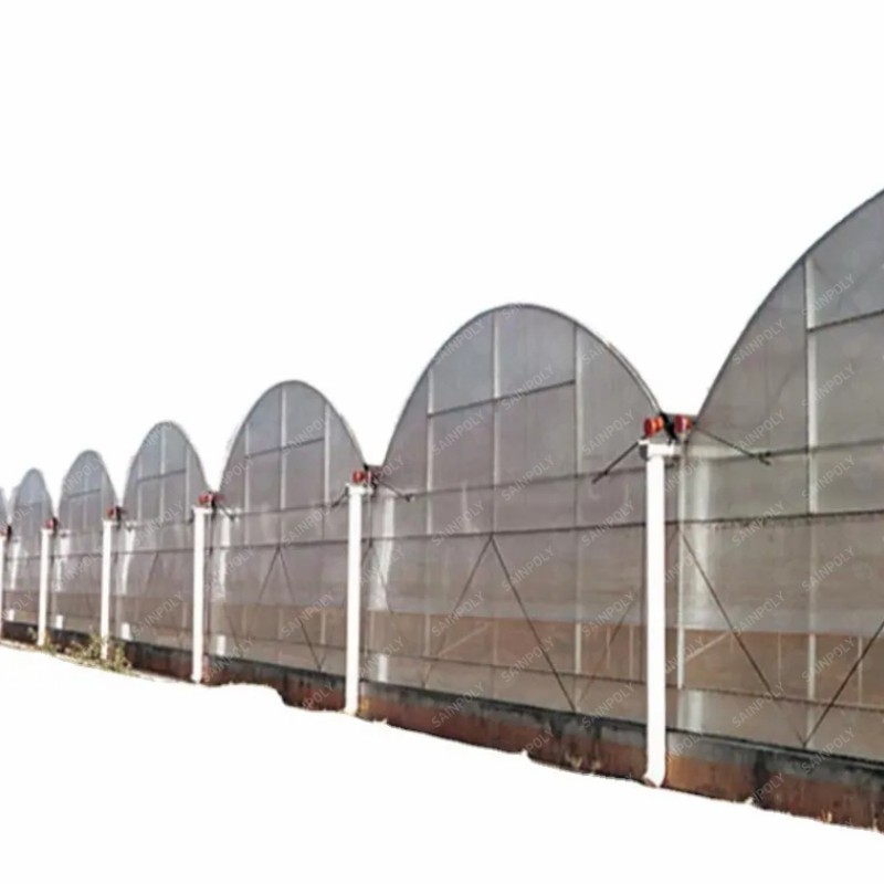 Agriculture Frame High-Quality Film Greenhouse Tomato and Vegetable Seeds for Sale