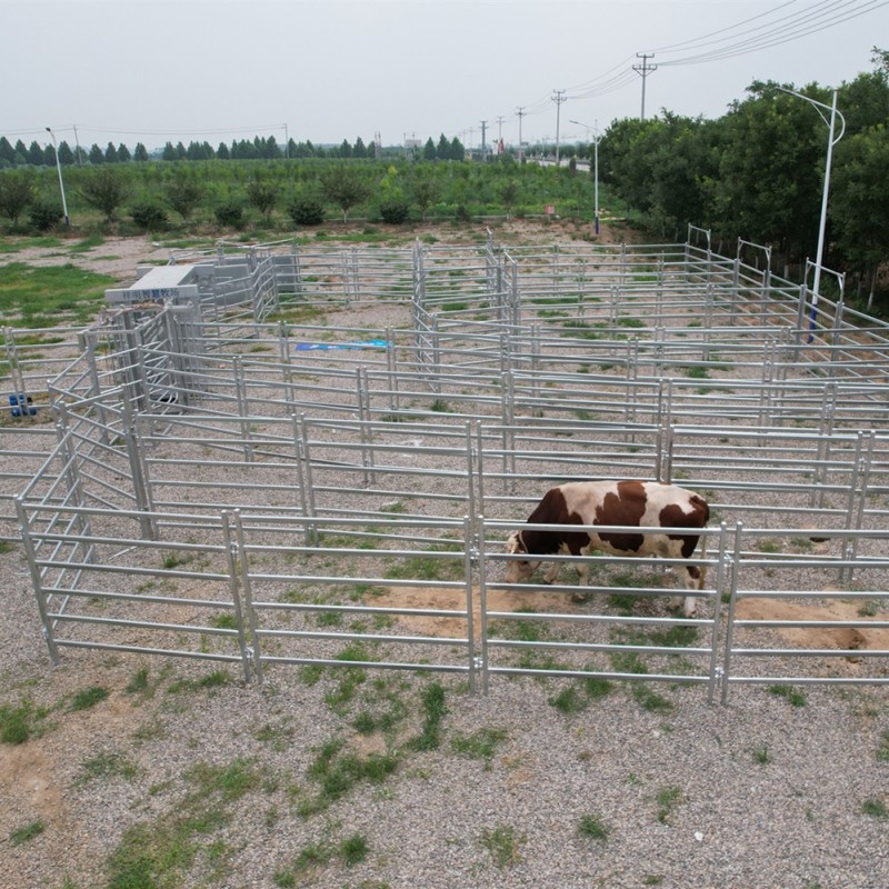 Cheap Livestock Shed Cattle Pen