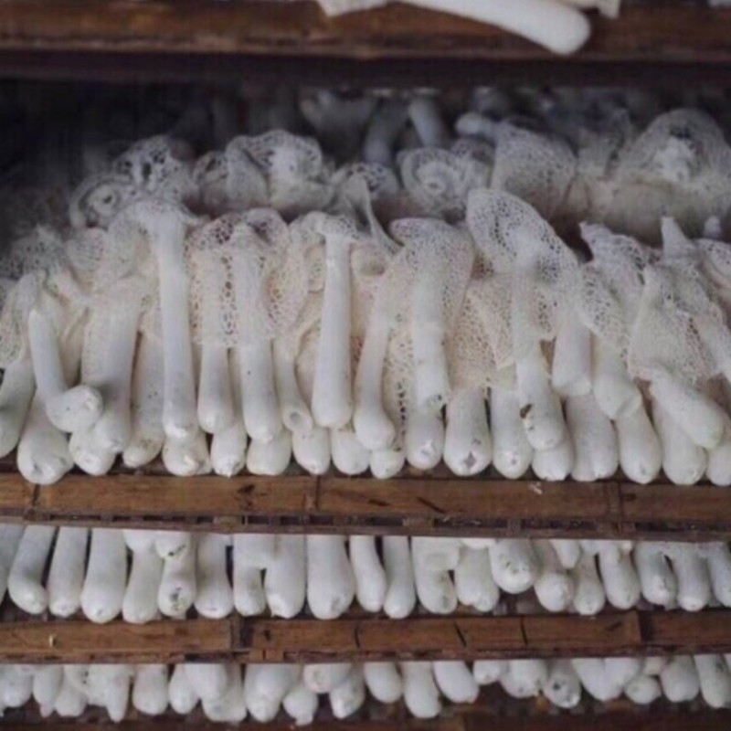 Factory Direct Bamboo Fungus Dry Mushroom, High Quality Edible Mushroom