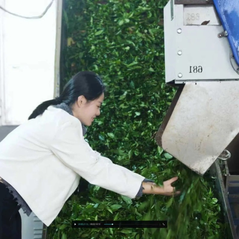 Chinese Organic Green Tea China High Quality Green Tea Gunpowder Tea 9502 Herbal Tea Manufacturer with Free Sample for Uzbekistan Kazakhstan Kyrgyzstan Markets