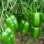Hybrid Pepper Seeds High-Quality Variety Pepper Seeds
