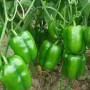 Hybrid Pepper Seeds High-Quality Variety Pepper Seeds