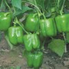 Hybrid Pepper Seeds High-Quality Variety Pepper Seeds