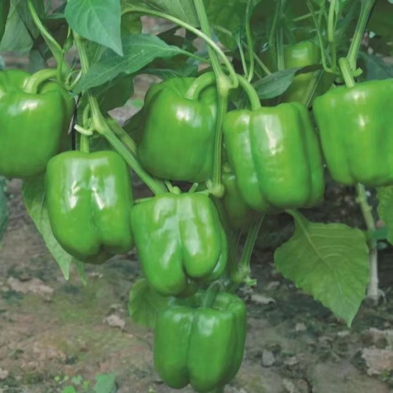 Hybrid Pepper Seeds High-Quality Variety Pepper Seeds