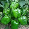 Hybrid Pepper Seeds High-Quality Variety Pepper Seeds
