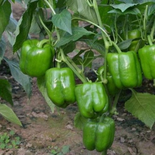Hybrid Pepper Seeds High-Quality Variety Pepper Seeds