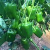 Hybrid Pepper Seeds High-Quality Variety Pepper Seeds