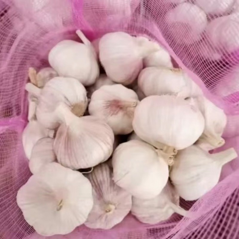 High Quality Garlic Organic Crops Standardized Processing