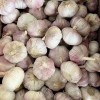 High Quality Garlic Organic Crops Standardized Processing