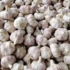 High Quality Garlic Organic Crops Standardized Processing