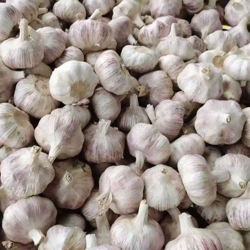 High Quality Garlic Organic Crops Standardized Processing