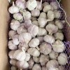 High Quality Garlic Organic Crops Standardized Processing
