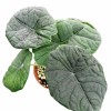 Alocasia Melo Live Natural Tissue Culture Plugs Tray Plants