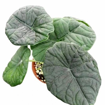 Alocasia Melo Live Natural Tissue Culture Plugs Tray Plants