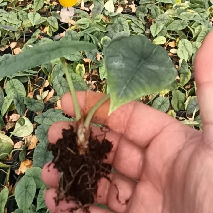 Alocasia Melo Live Natural Tissue Culture Plugs Tray Plants