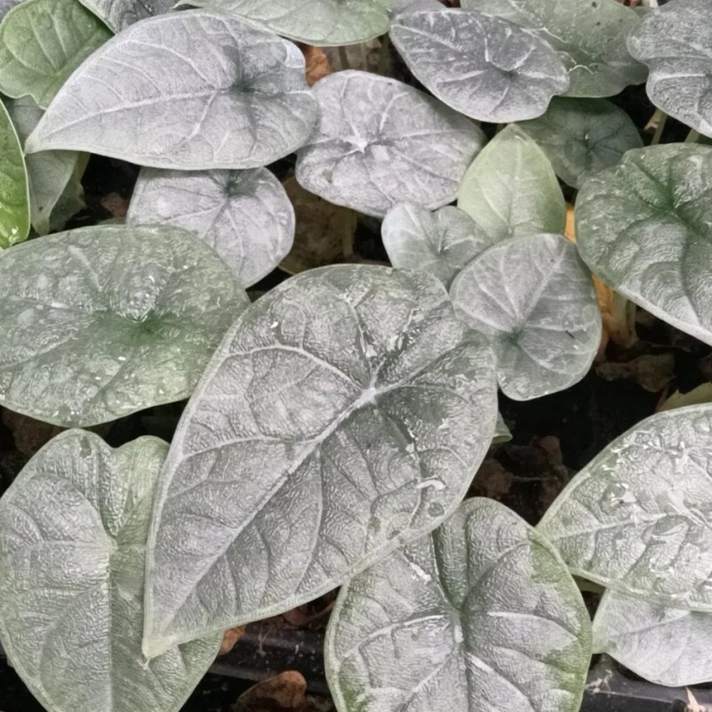 Alocasia Melo Live Natural Tissue Culture Plugs Tray Plants