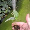 Alocasia Melo Live Natural Tissue Culture Plugs Tray Plants