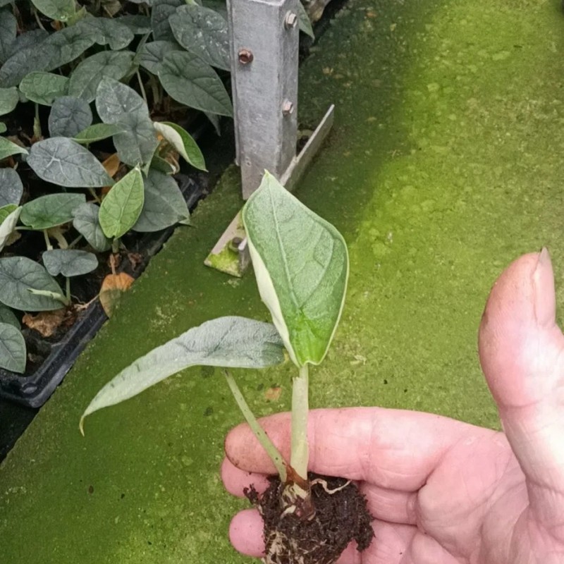 Alocasia Melo Live Natural Tissue Culture Plugs Tray Plants