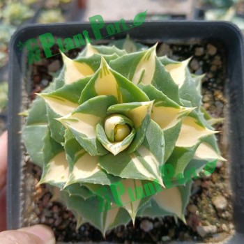 Live Succulents Small Bonsai Wholesale Fresh Agave Americana Mediopicta Aurea Export