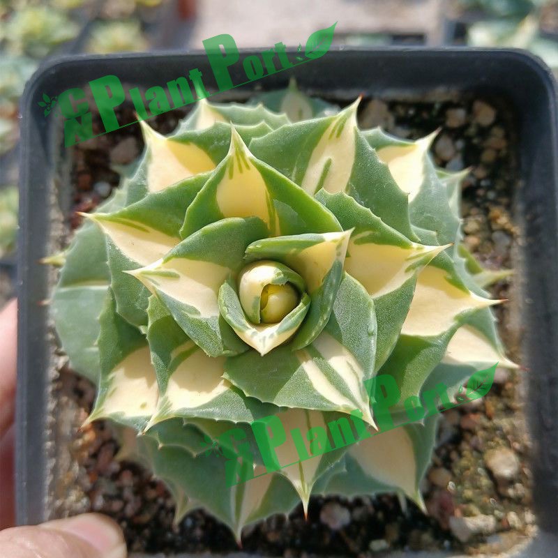 Live Succulents Small Bonsai Wholesale Fresh Agave Americana Mediopicta Aurea Export