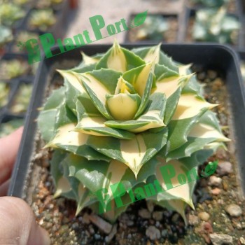 Live Succulents Small Bonsai Wholesale Fresh Agave Americana Mediopicta Aurea Export