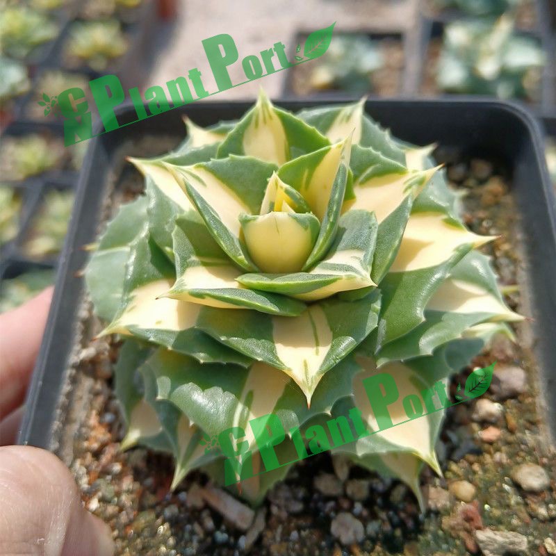 Live Succulents Small Bonsai Wholesale Fresh Agave Americana Mediopicta Aurea Export