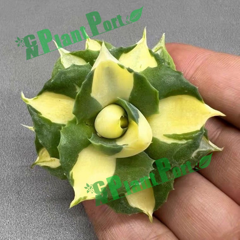 Live Succulents Small Bonsai Wholesale Fresh Agave Americana Mediopicta Aurea Export