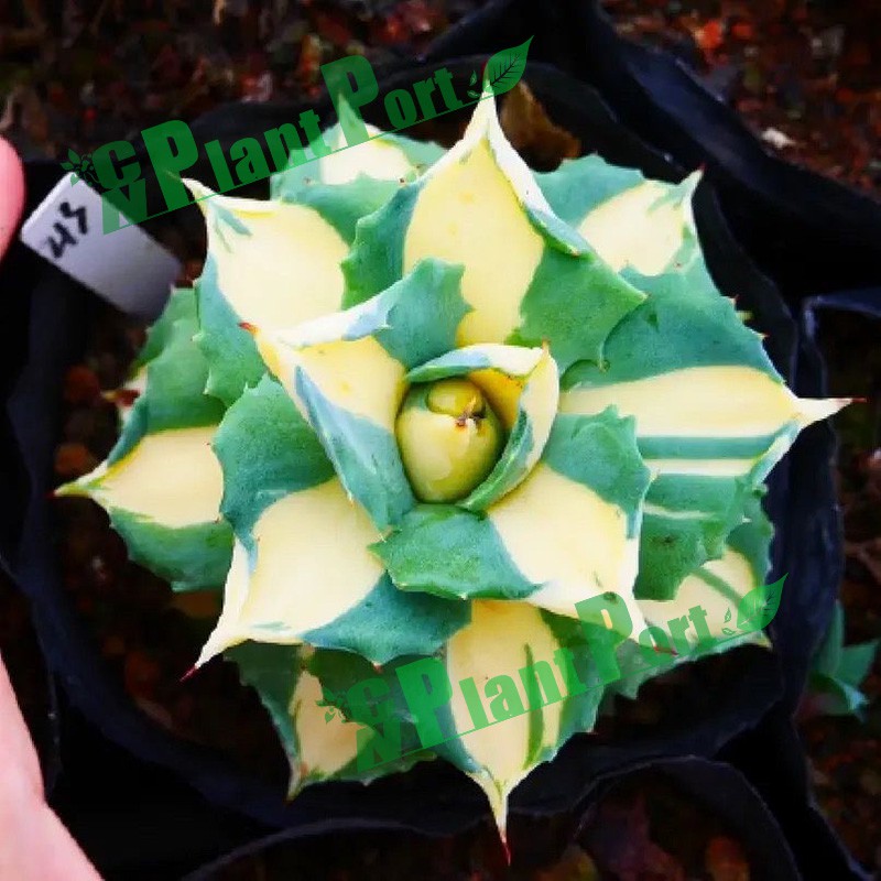 Live Succulents Small Bonsai Wholesale Fresh Agave Americana Mediopicta Aurea Export