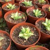 Live Succulents Small Bonsai Wholesale Fresh Agave Americana Mediopicta Aurea Export
