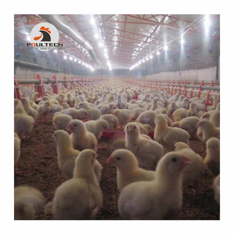 Poultech Broiler Floor Raising System Shed with Automatic Feeders and Drinkers