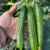 Cucumber Seeds Mi9 Multi Fruits Cucumber Seeds