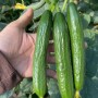 Cucumber Seeds Mi9 Multi Fruits Cucumber Seeds