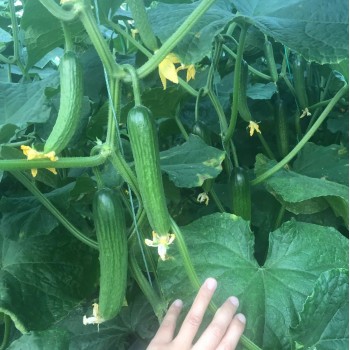 Cucumber Seeds Mi9 Multi Fruits Cucumber Seeds
