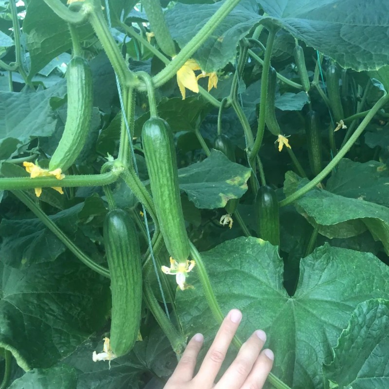 Cucumber Seeds Mi9 Multi Fruits Cucumber Seeds