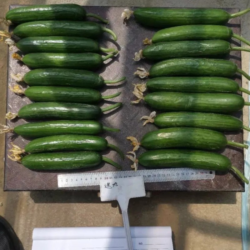 Cucumber Seeds Mi9 Multi Fruits Cucumber Seeds
