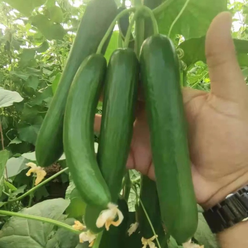 Cucumber Seeds Mi9 Multi Fruits Cucumber Seeds