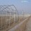 Galvanized Steel Frame Single Span PE Film Greenhouse for Agriculture Use