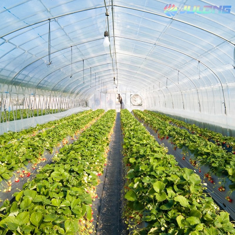 Galvanized Steel Frame Single Span PE Film Greenhouse for Agriculture Use