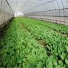 Corrosion-Resistant Customization Energy-Saving Tunnel Greenhouse with High Light Transmission