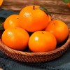 Fresh in Season High-Quality Fresh Mandarin Oranges