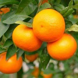 Fresh in Season High-Quality Fresh Mandarin Oranges