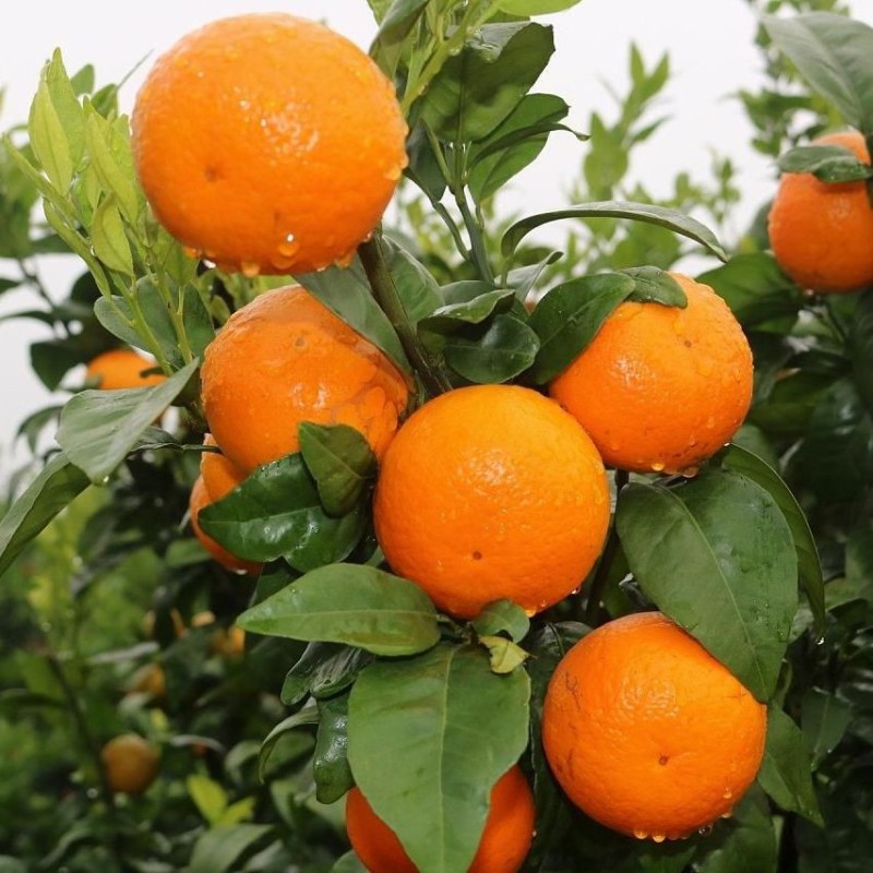 Fresh in Season High-Quality Fresh Mandarin Oranges